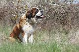 SAINT BERNARD 092